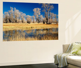 View of Cottonwood Tree in Autumn  Evanston  Wyoming  USA