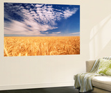 Clouds over Wheat Field Agriculture
