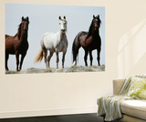 Wild Stallion Horses  Alkali Creek  Cyclone Rim  Continental Divide  Wyoming  USA