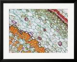 Cross-Section of the Epidermis of a Basswood (Tilia) Stem  LM X100