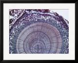 Cross-Section of a Pacific Yew (Taxus) Stem  LM X17