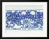 Cross-Section of an Arrowhead (Sagittaria) Monocot Leaf  LM X55