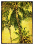 Palm Series III