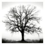 Fountain Oak