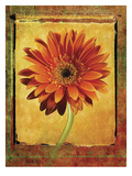 Gerber Daisy