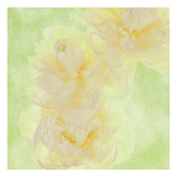 Peoni Study II
