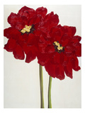 Red Splendor 2