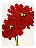 Red Splendor I