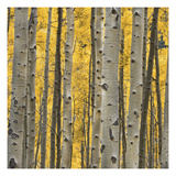 Aspen Trees 3