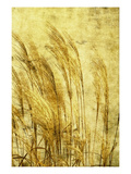 Grass Series III
