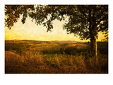 Fields of Tuscany