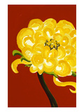 Yellow Chrysanthemum