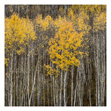Aspen Trees 2