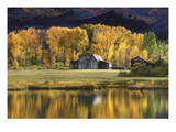 Aspen Trees with Barn
