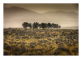 Row of Trees