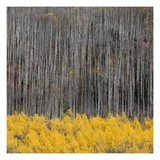 Aspen Trees 4