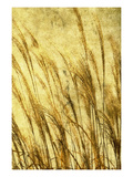 Grass Series II