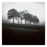 Fog Tree Study 2
