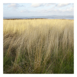 Willapa Bay 1