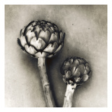 Artichoke