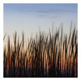 Grass Abstract 2