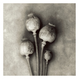 Poppy 2