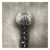 Pincushion