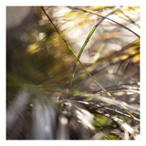 Grass Study 4