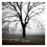 Fog Tree Study 3