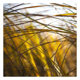 Grass Study 6