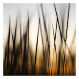 Grass Abstract 3