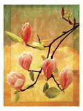 Magnolia Blossoms