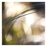 Grass Study 1