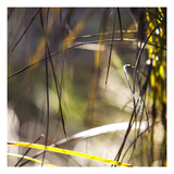 Grass Study 3