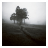 Fog Tree Study 1
