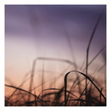 Grass Abstract 1