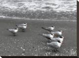 Shore birds
