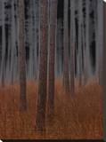 Fog and Pine Trees