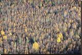 Sept Treeline