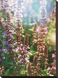 Catching The Light