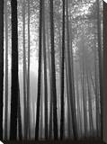 Fog and Pines II