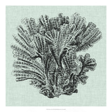 Serene Coral I
