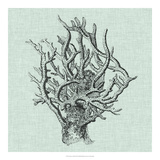 Serene Coral II