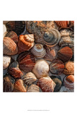Shell Yes