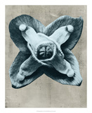Blossfeldt Redeux IV