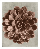 Blossfeldt Redeux II