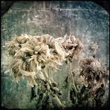 Melancholy Flower 3