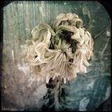 Melancholy Flower 2