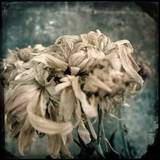 Melancholy Flower 1