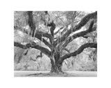 Afton Villa Oak with Moss
